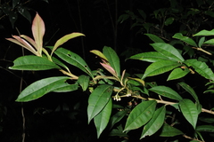 Ardisia pauciflora
